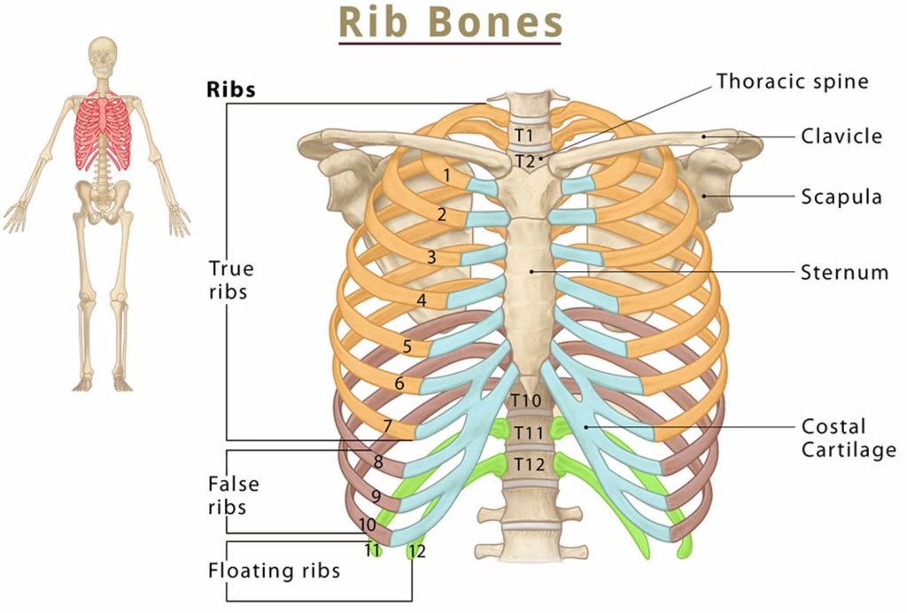 Slipping rib syndrome, causes, symptoms, diagnosis, treatment & prognosis