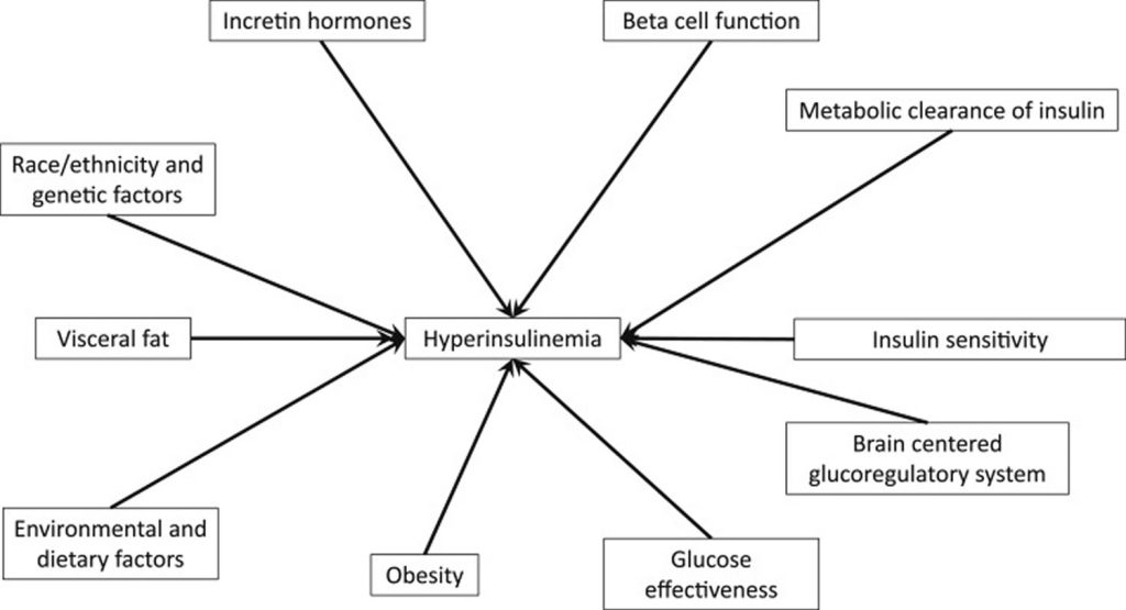 Hyperinsulinemia meaning, causes, levels, diagnosis & treatment