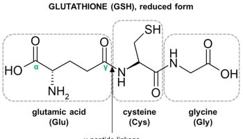 Glutathione-structure