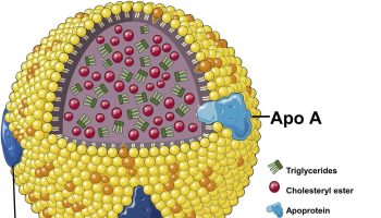HDL cholesterol structure