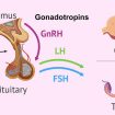 gonadotropins