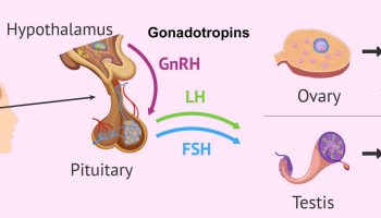 gonadotropins