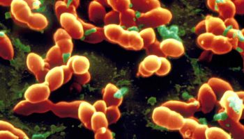 streptococcus-pneumoniae