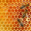 Propolis