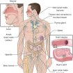 immune-system
