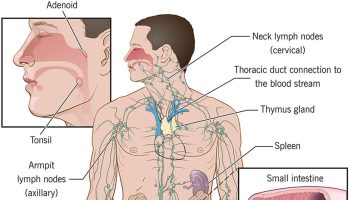 immune-system