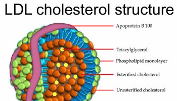 LDL cholesterol structure