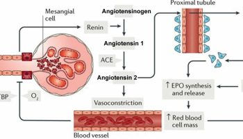 renin-activity