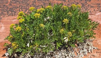 lomatium