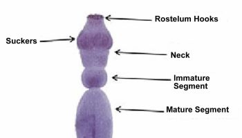 Echinococcus granulosus adult worm
