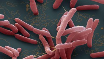 melioidosis