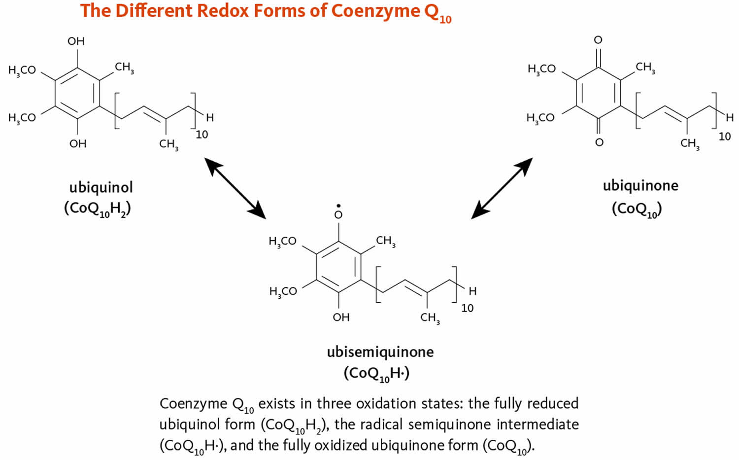Coenzyme Q10 3 oxidation states