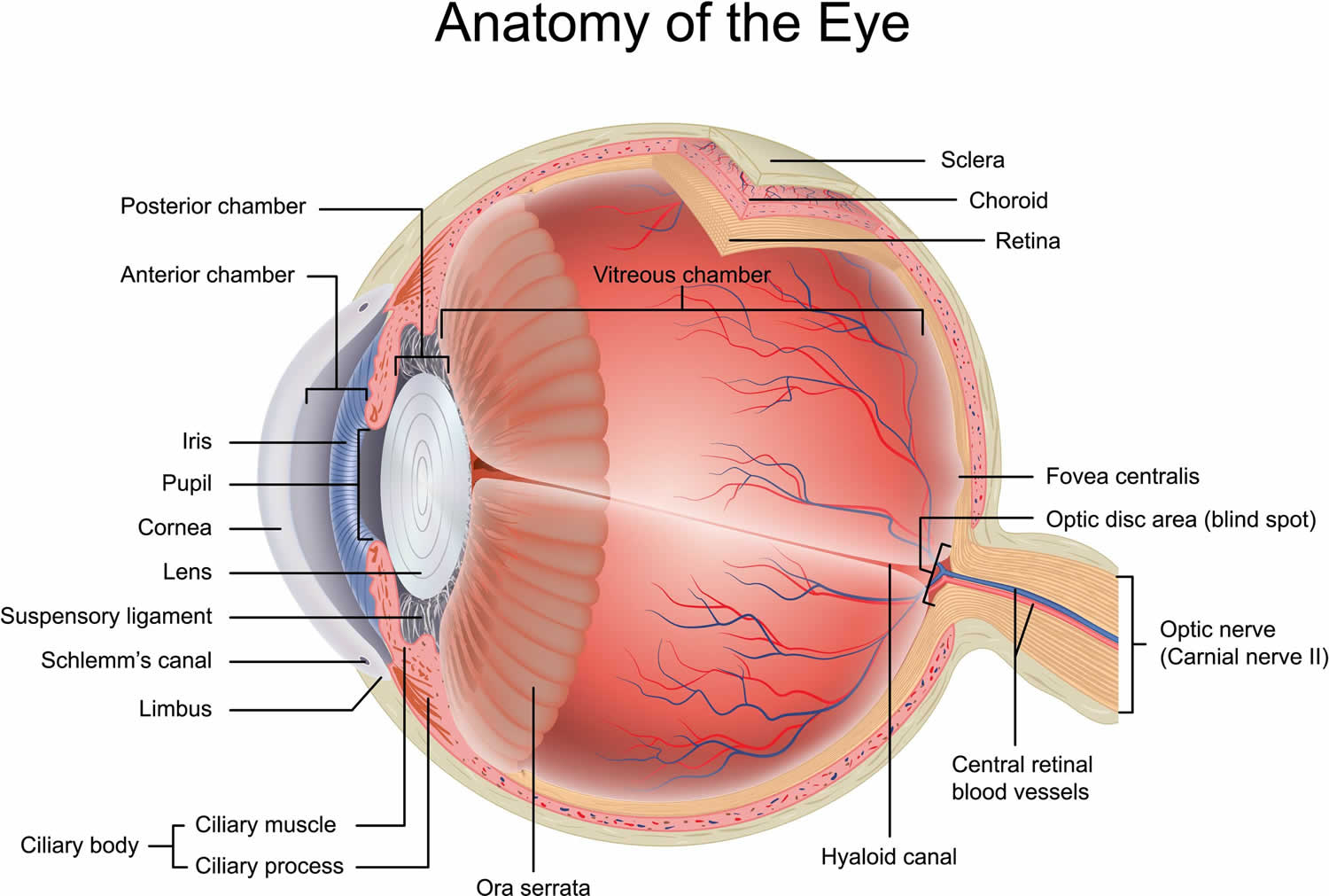 Anatomy of the eye