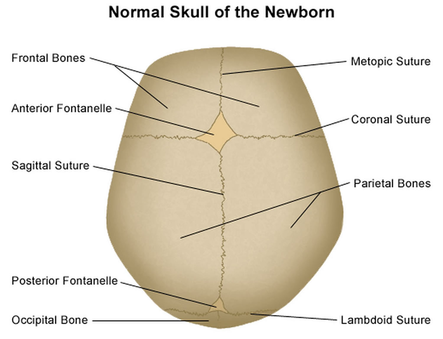 Normal skull of newborn