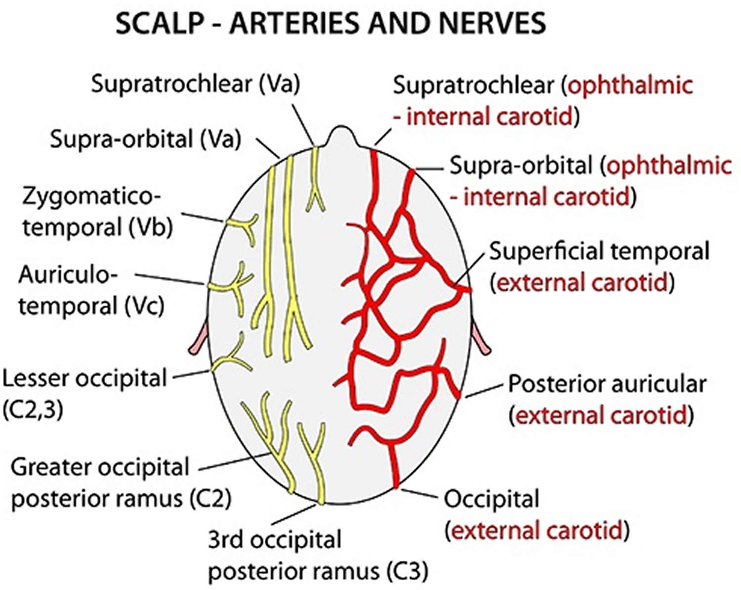 Scalp nerves and arteries