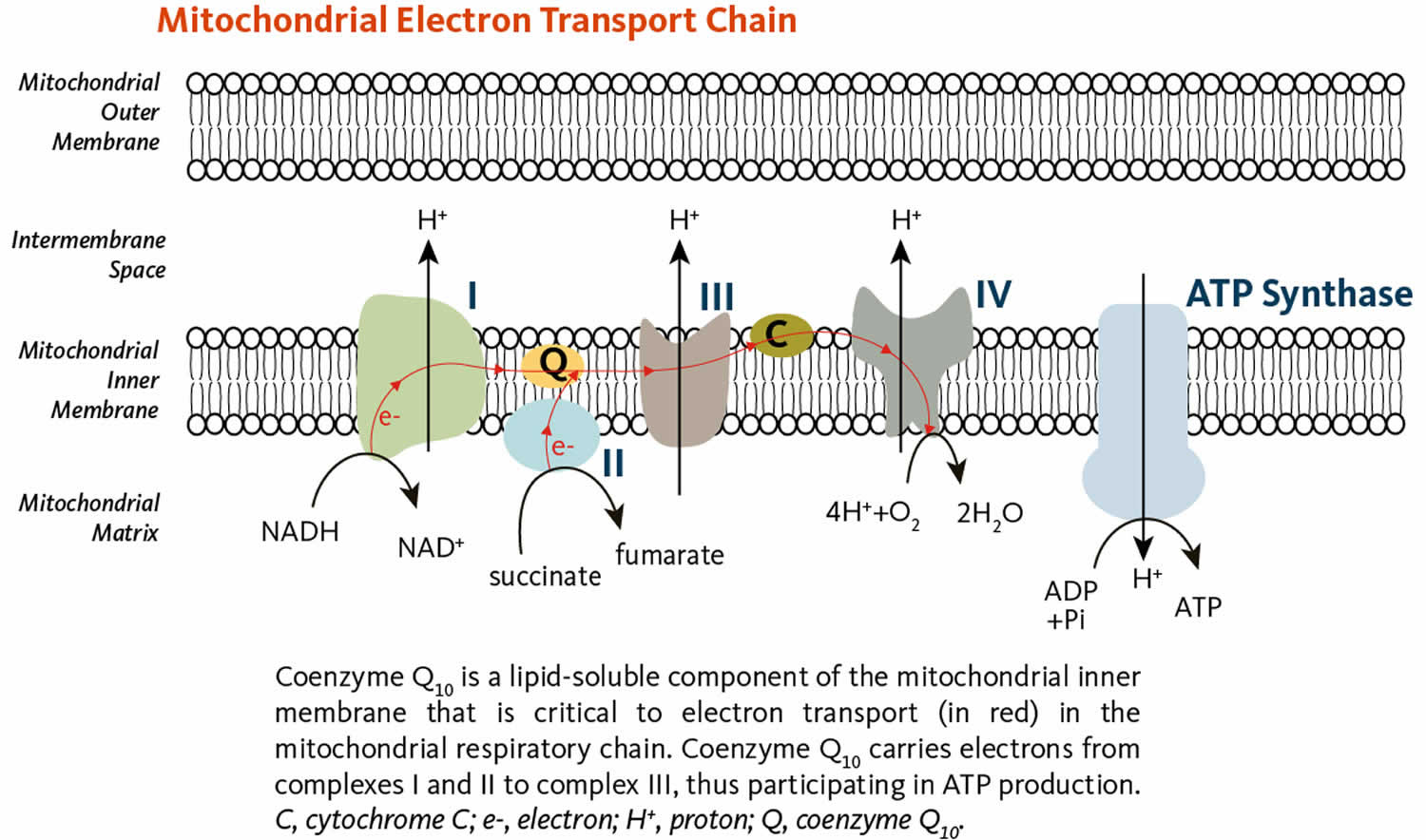 coenzyme Q10 in mitochondrial electron transport chain