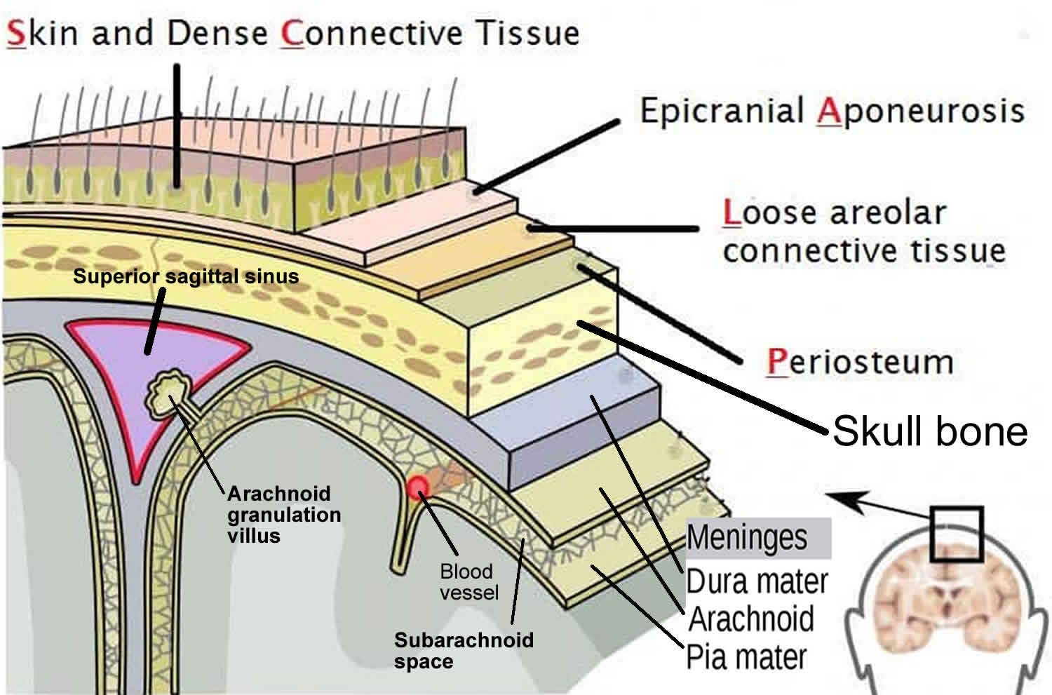 Scalp and meninges anatomy