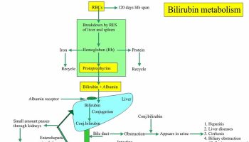 unconjugated-bilirubin