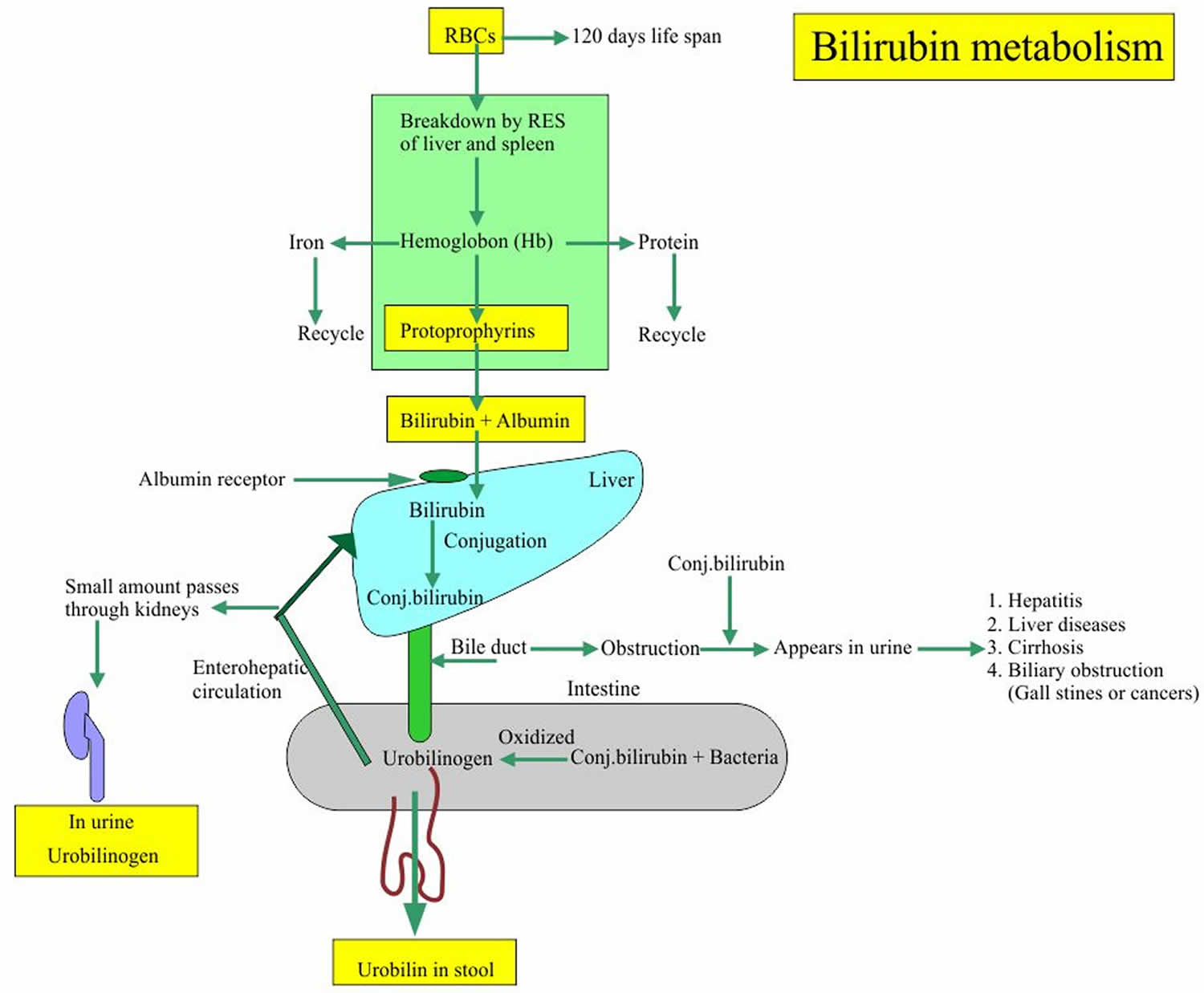 unconjugated-bilirubin